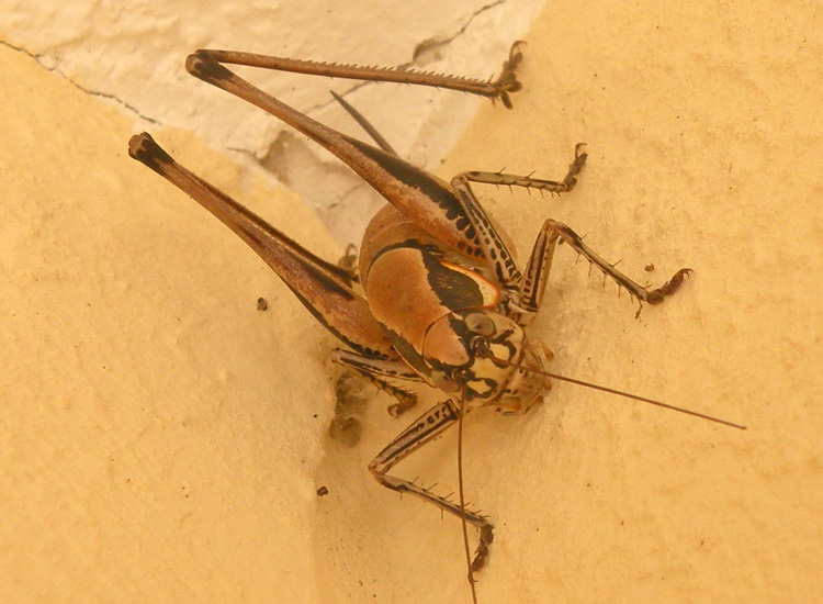 Tettigonidae orientale:  Eupholidoptera sp.